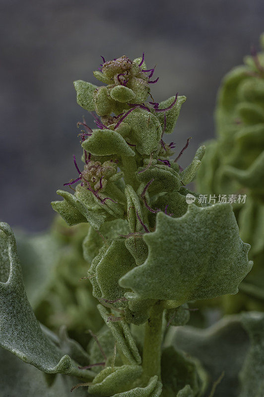 Atriplex hymenelytra，或沙漠冬青，是银白色灰色的灌木，苋科，原产于美国西南部的沙漠，在加州的死亡谷国家公园发现。苋科。